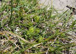 Image of Gray Bog Sedge