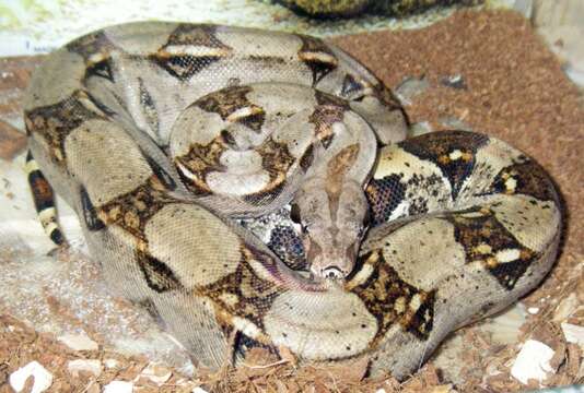 Image of Garden Tree Boa