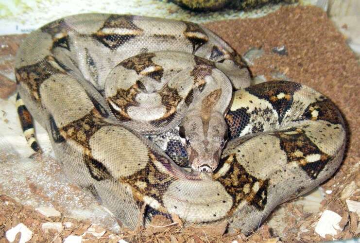 Boa constrictor Linnaeus 1758 resmi