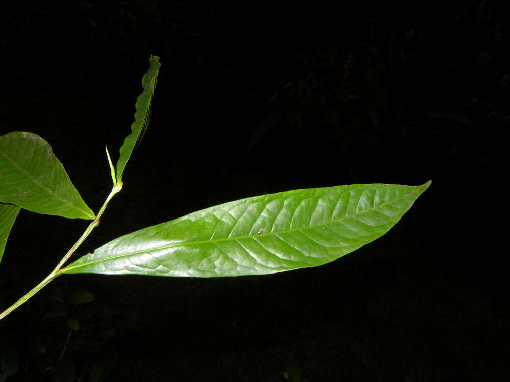 Image de Humiriaceae