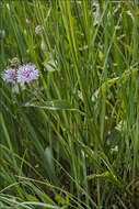 Image of Devil’s Bit Scabious