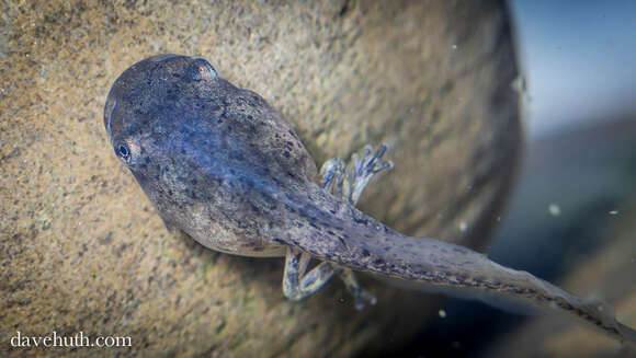 Image of Gray Treefrog