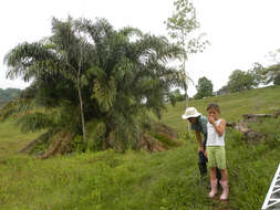 Image of raffia palm