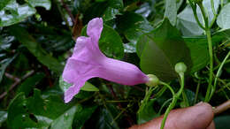 Plancia ëd Ipomoea batatoides Choisy