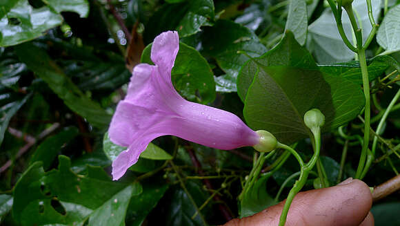 Ipomoea batatoides Choisy resmi