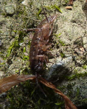 Image of Arcitalitrus Hurley 1975