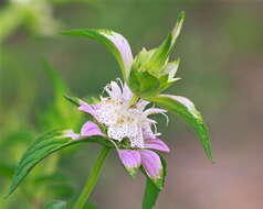 Image of Bee Balm