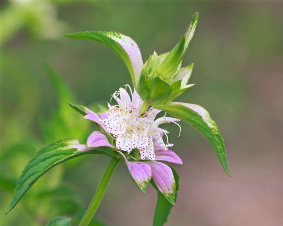 Image of Bee Balm