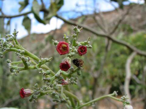 Imagem de Jatropha cinerea (Ortega) Müll. Arg.