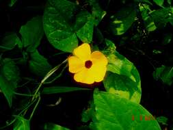 Image of blackeyed Susan vine