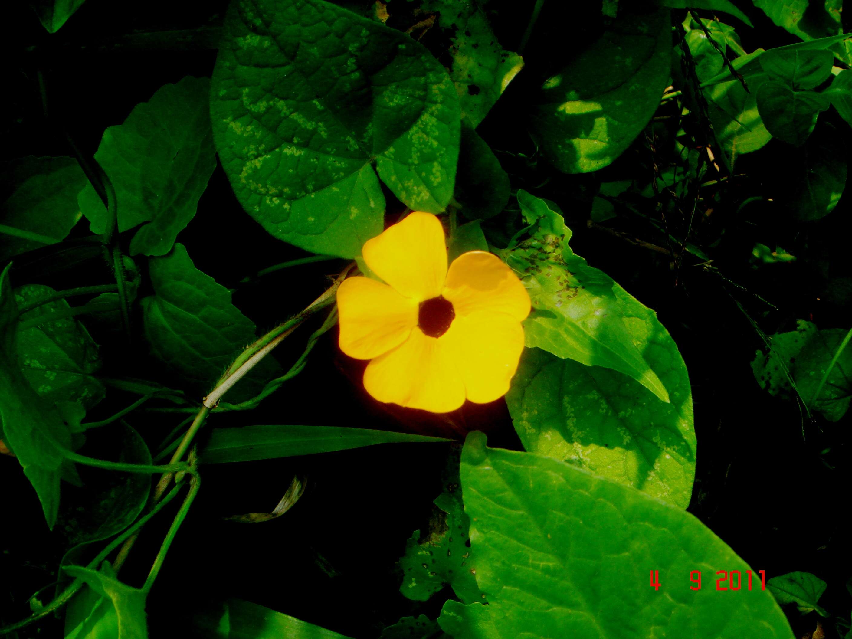 Image of blackeyed Susan vine