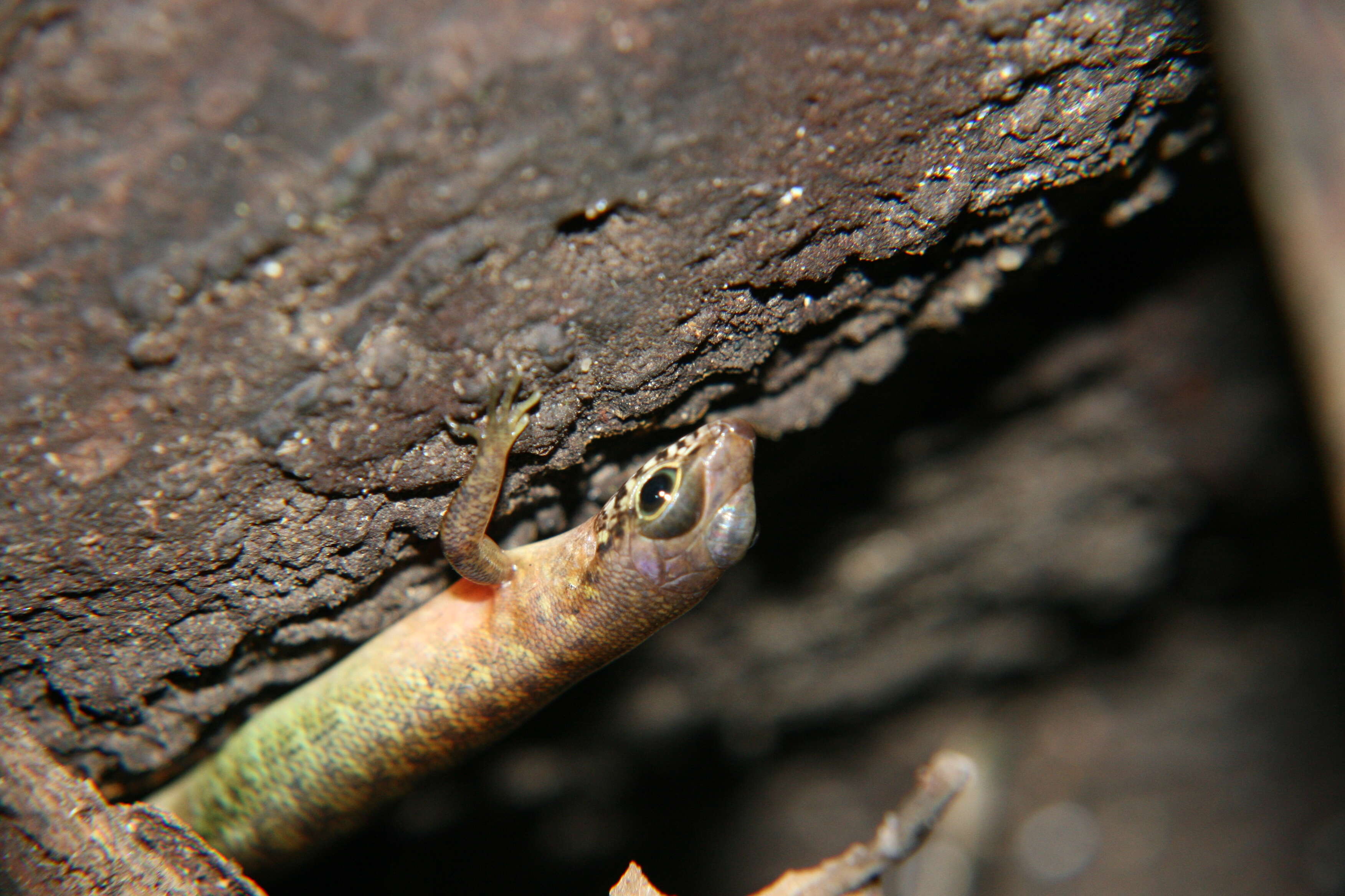 Image of common skink