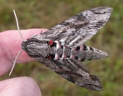 Image of convolvulus hawk moth