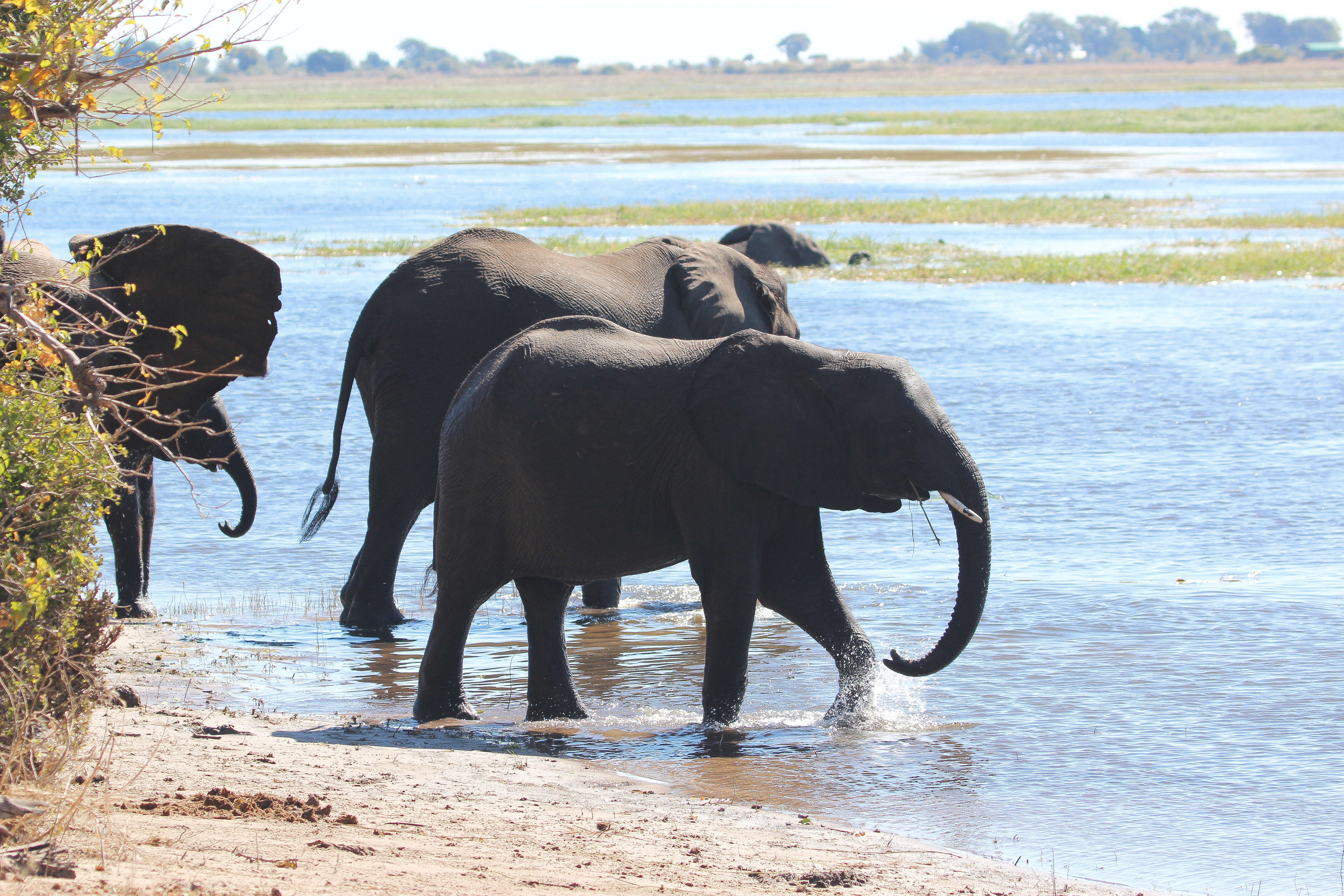 Image of Loxodonta africana africana