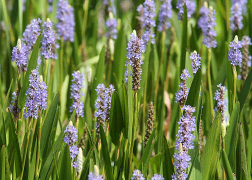 Image of pickerelweed