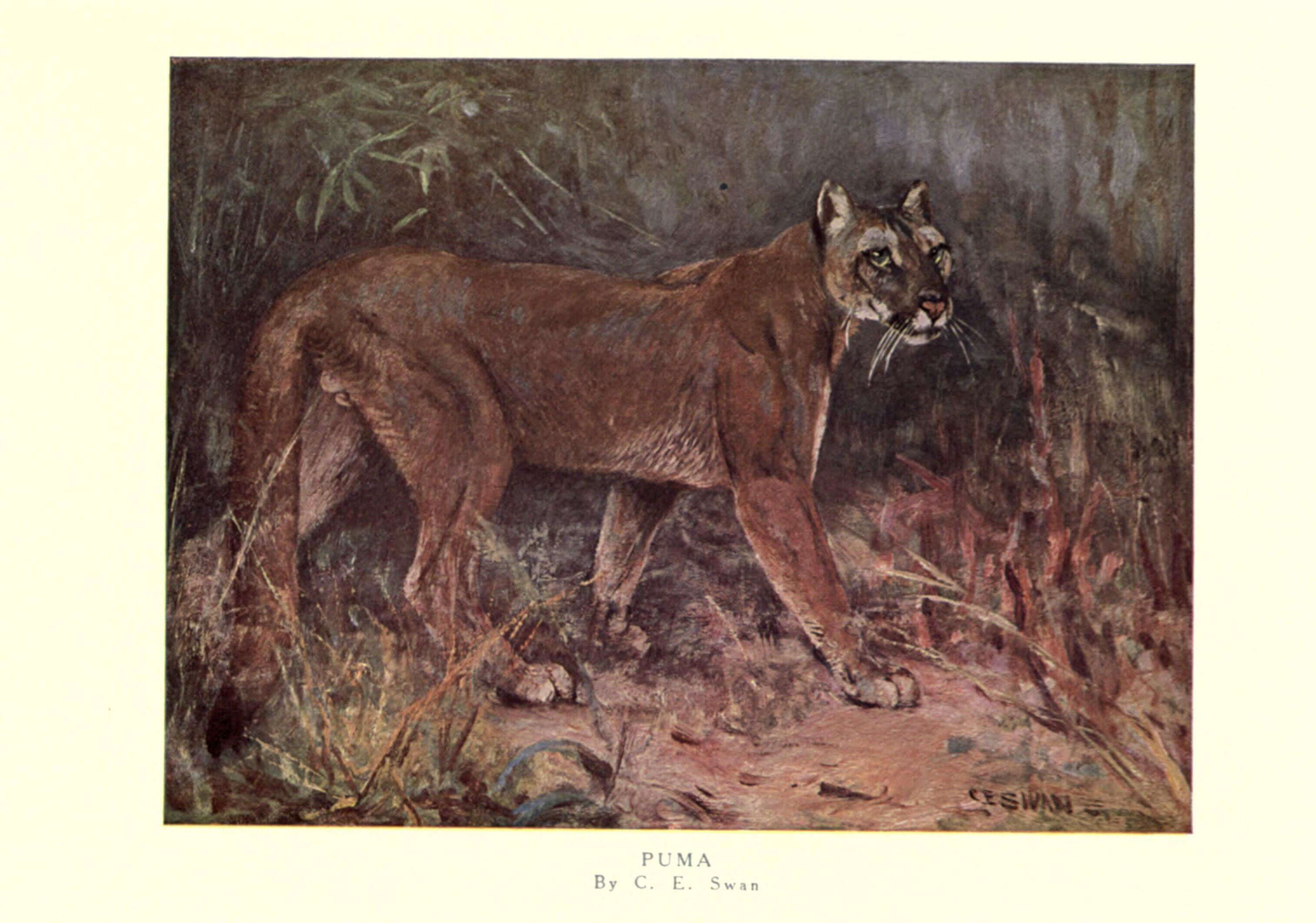 Image of Florida panther