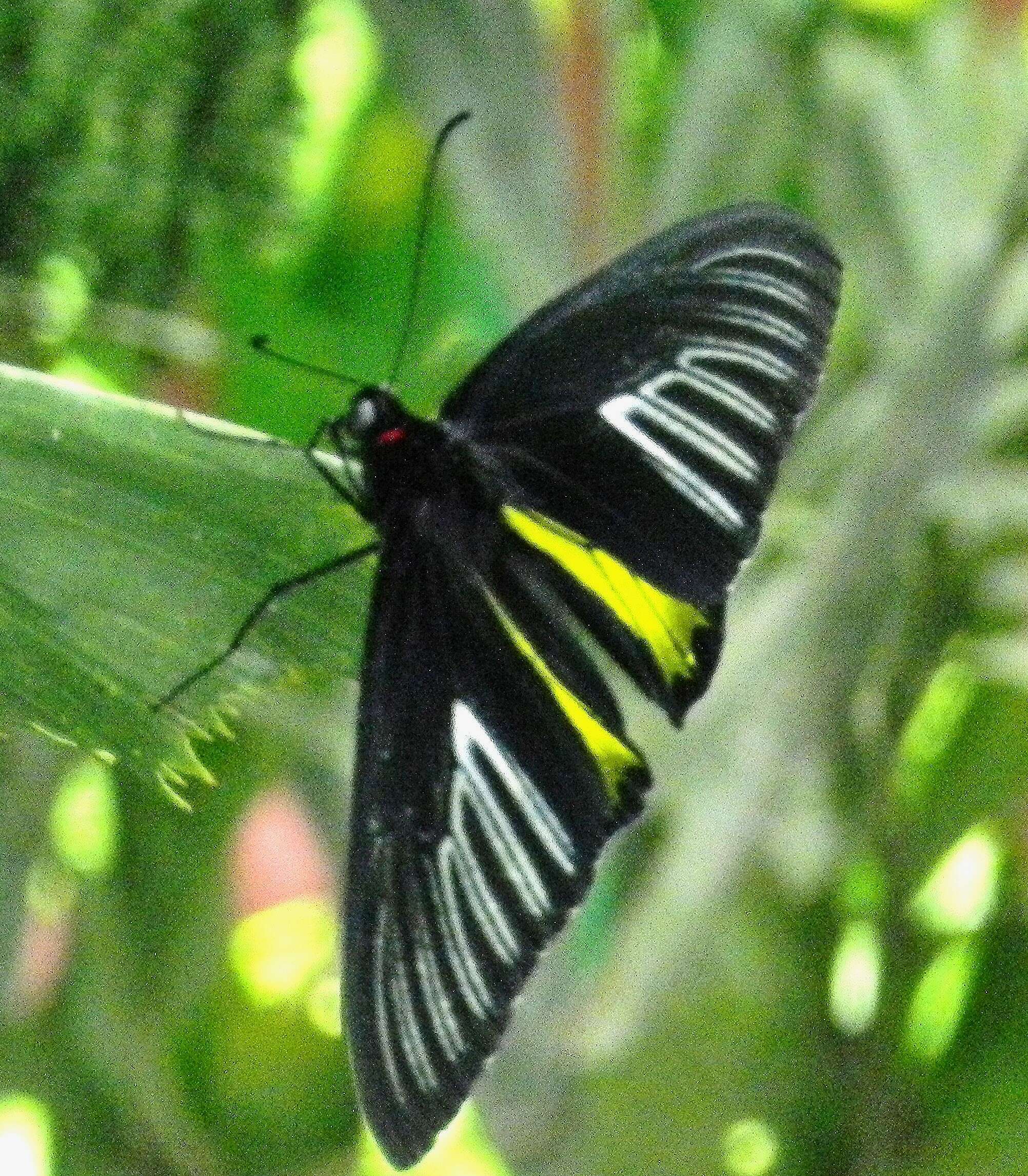 Image de Troides rhadamantus (Lucas 1835)