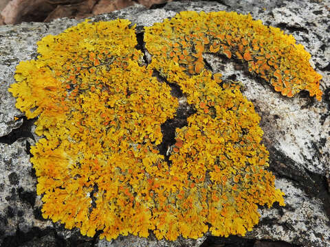 Image of orange wall lichen