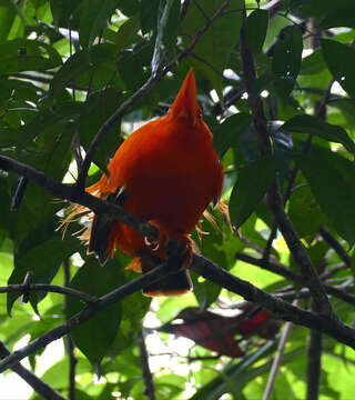 Image of Guianan Cock-of-the-rock