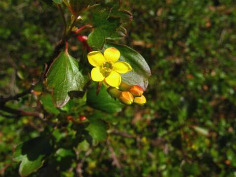 Image of golden currant