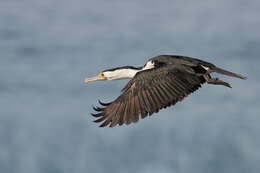 Image of Australian Pied Cormorant