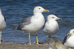 Image of Caspian Gull