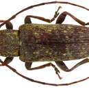 Слика од Mycerinopsis auberti (Breuning 1950)