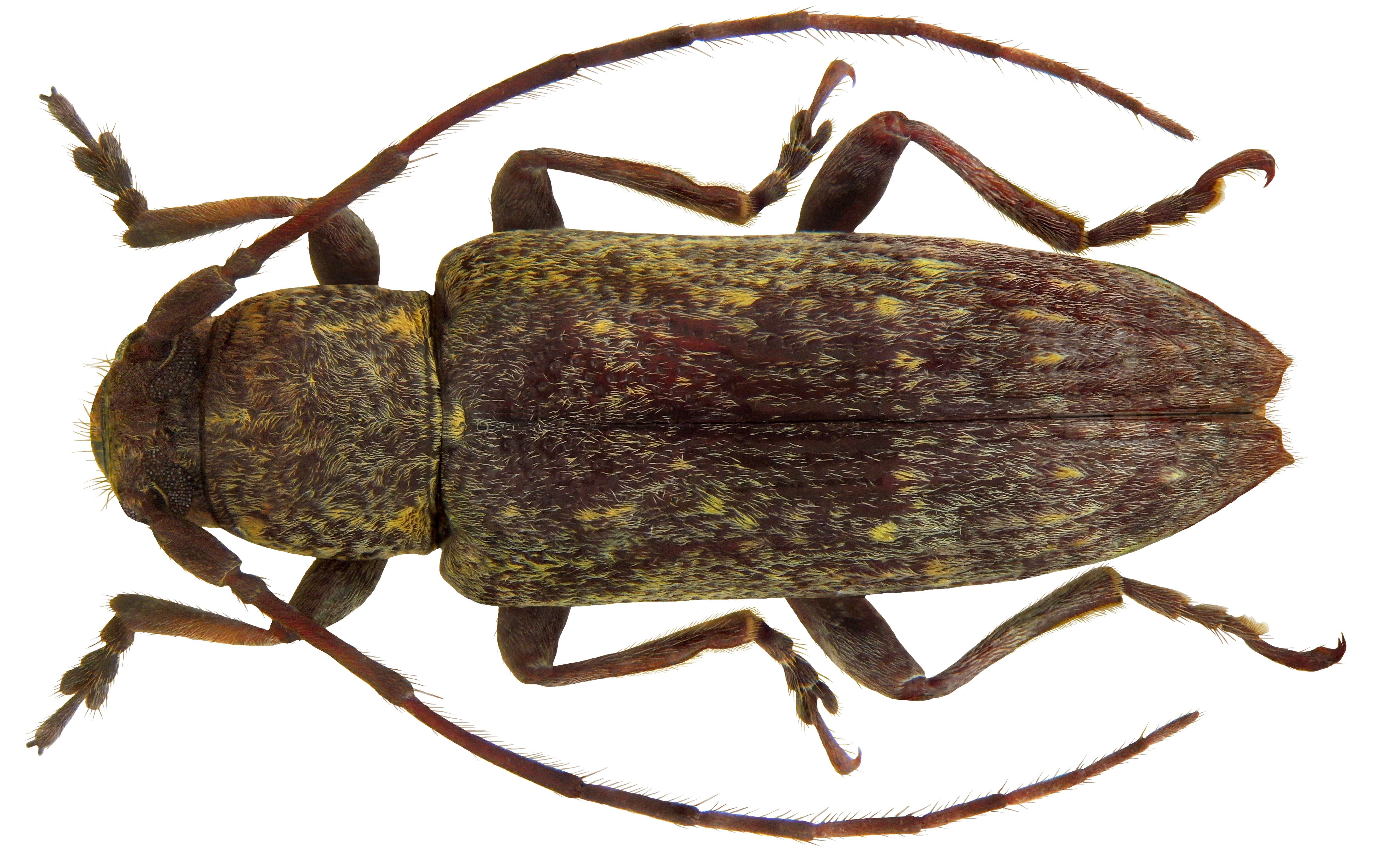 Image of Mycerinopsis