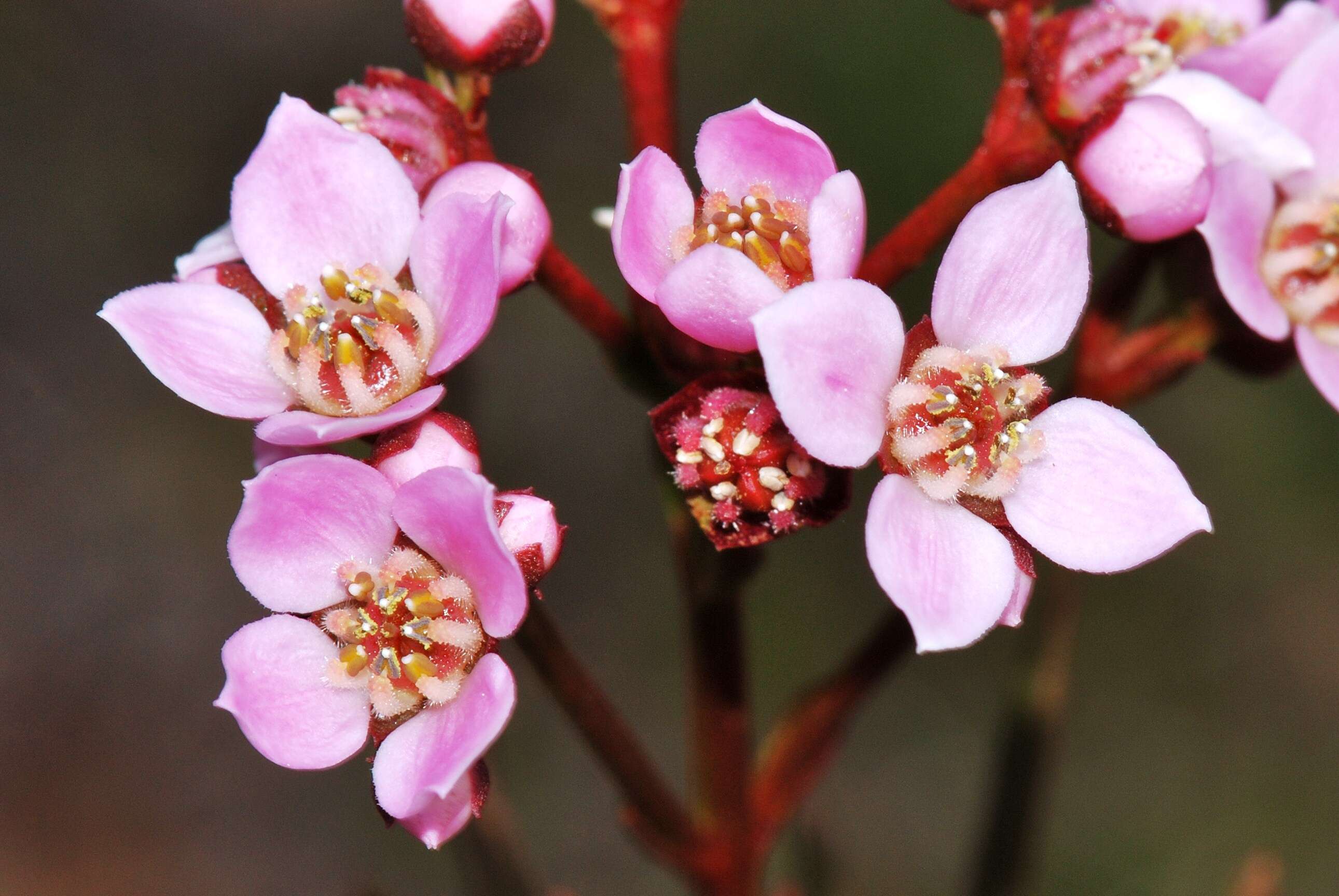 Image of Granite Boronia