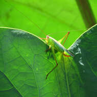 Image of Greater Meadow Katydids