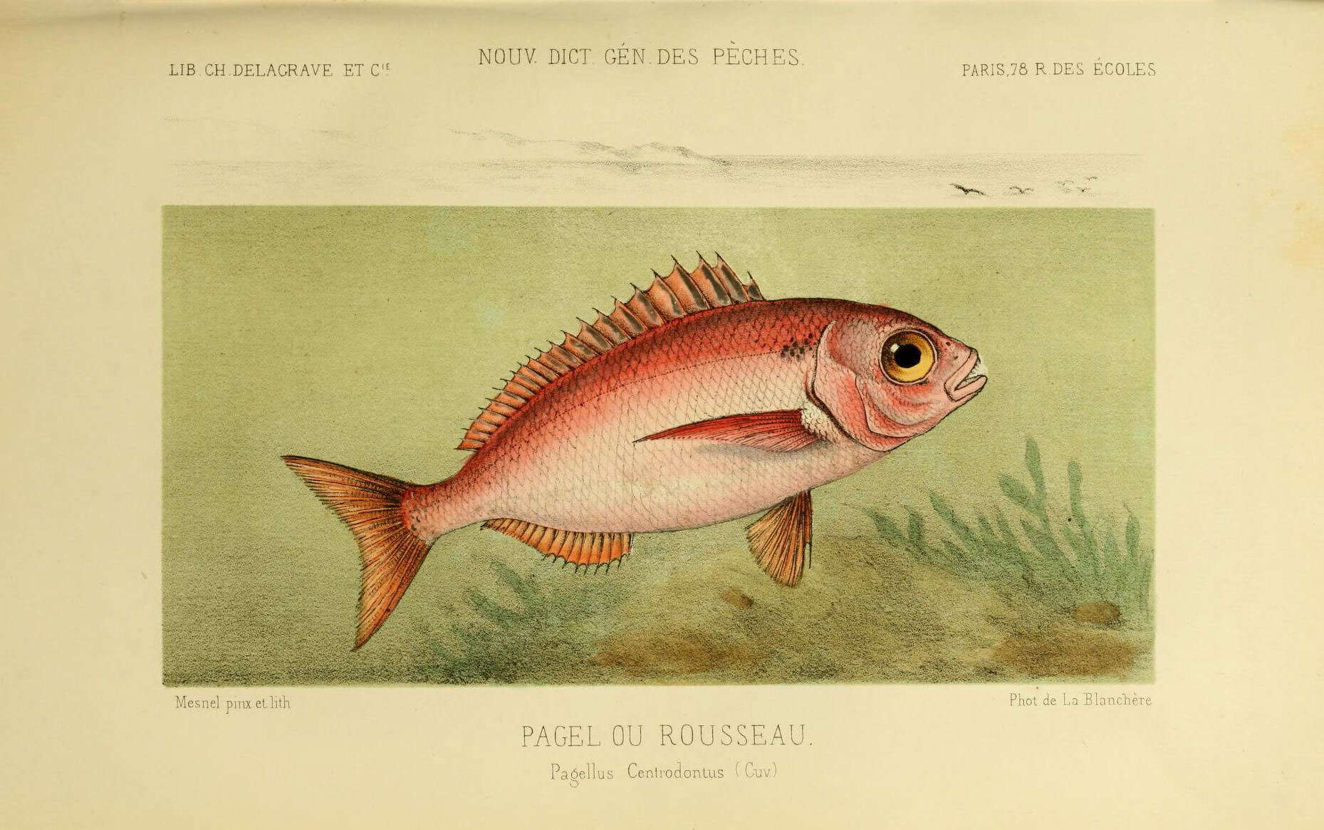 Image of Pagellus
