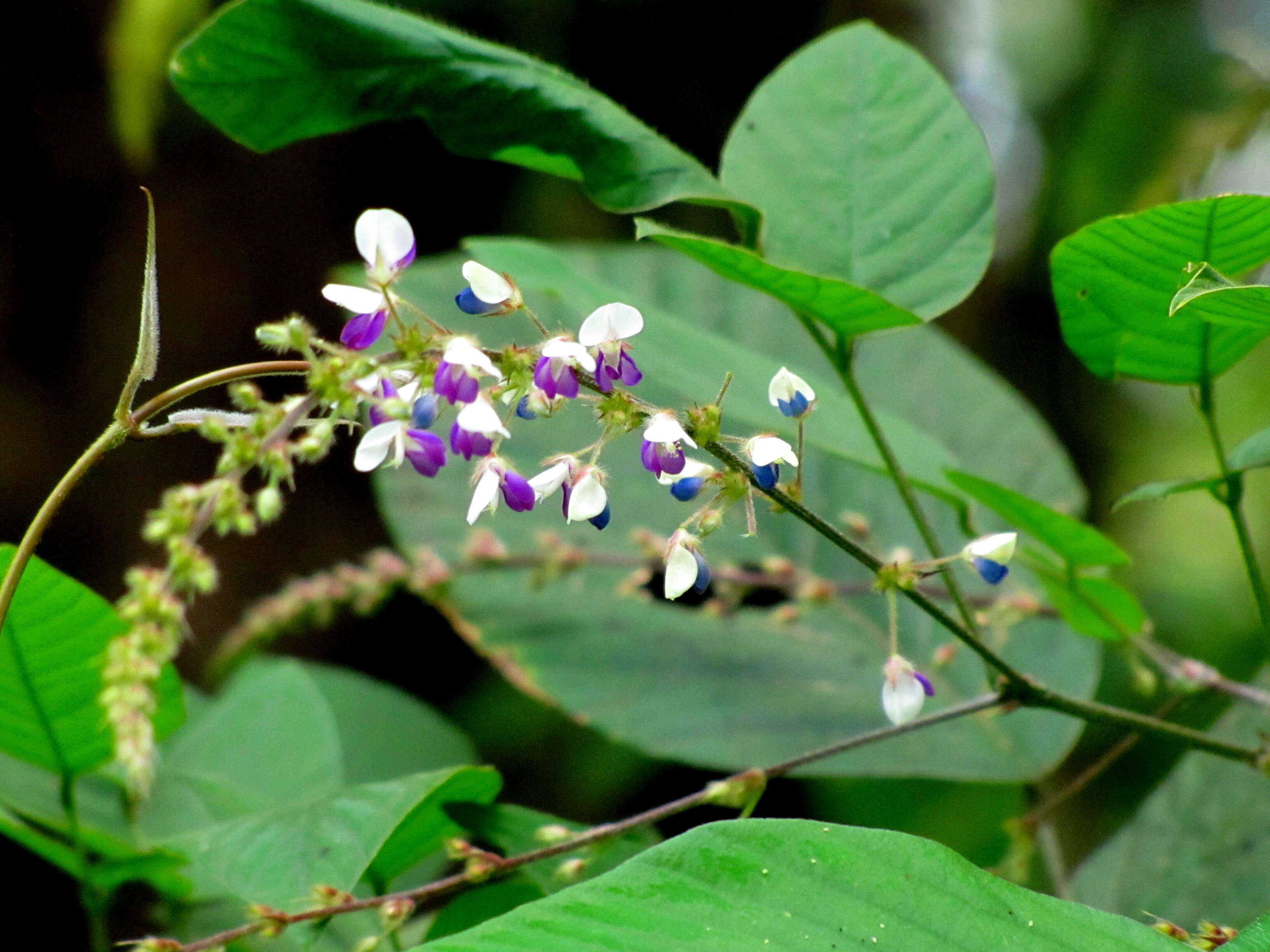 Image of ticktrefoil