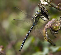 Image of hawker dragonfly