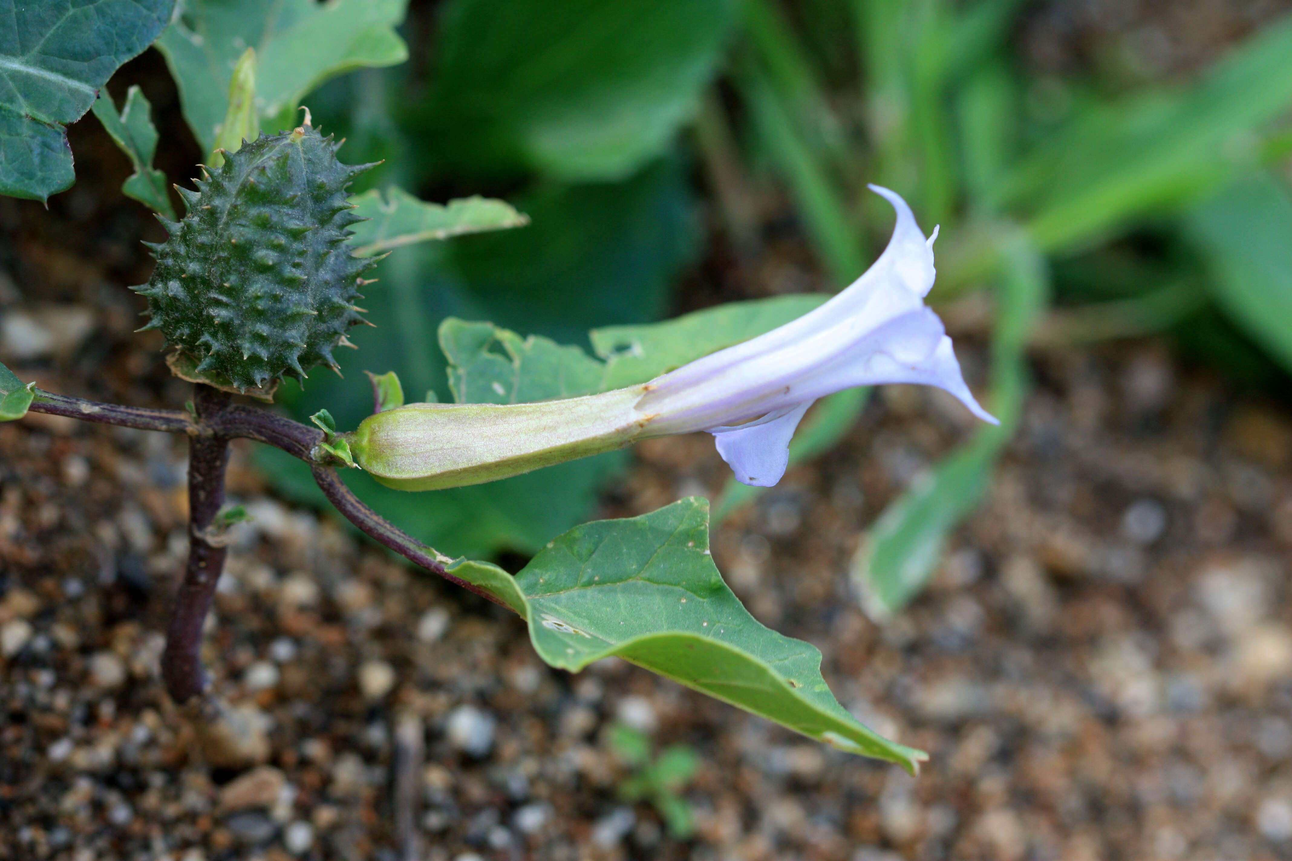 Image de Datura