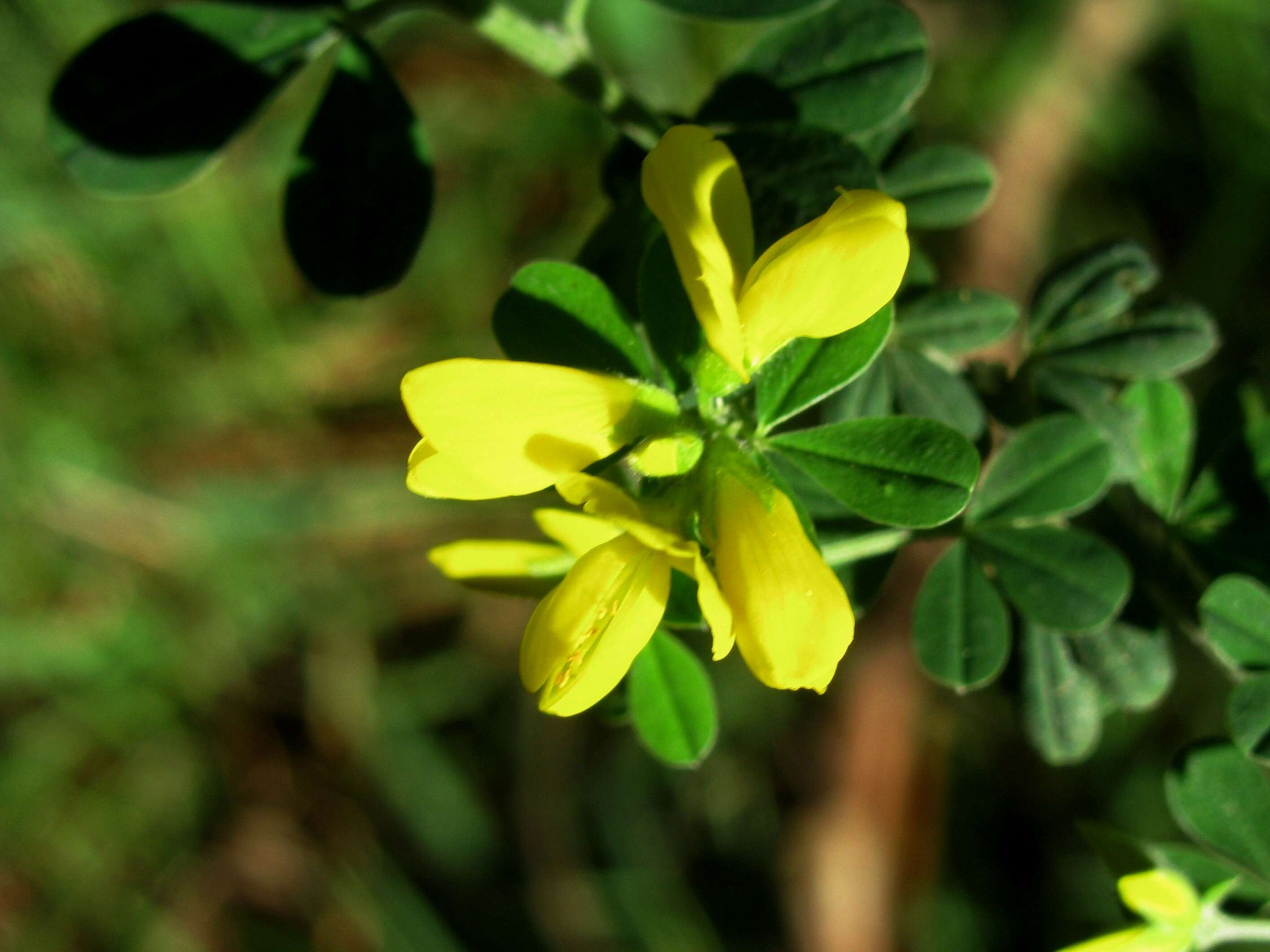 Image of trefoil