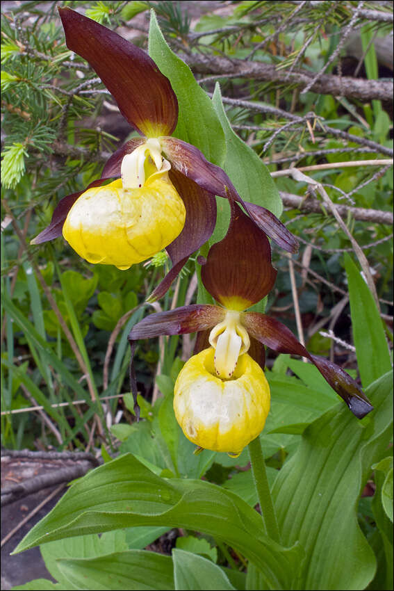 Image of Slipper orchids