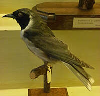 Image of Masked Woodswallow