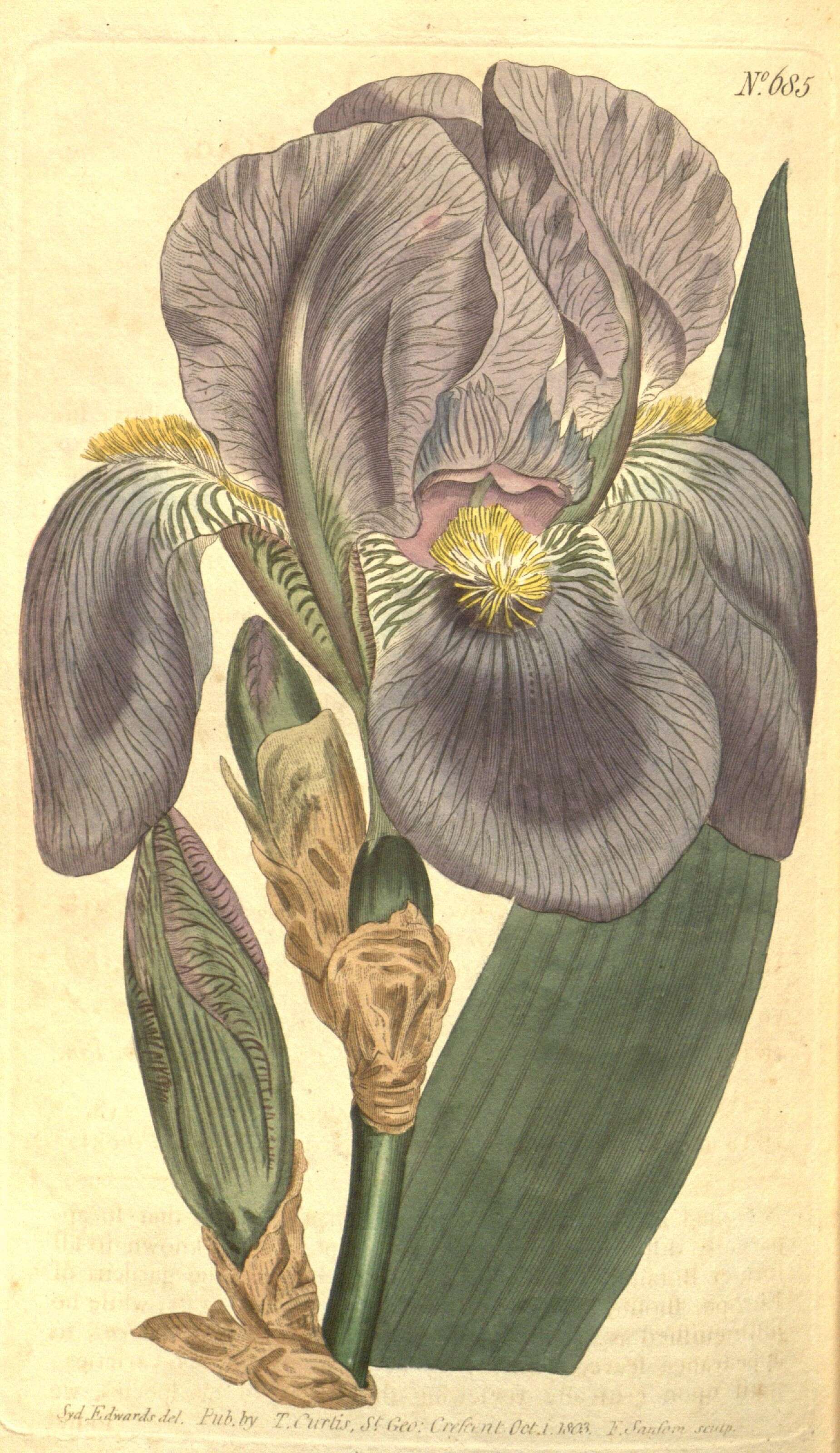 Image of sweet iris