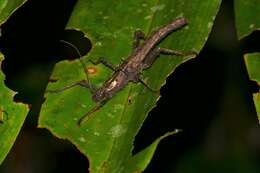 Image of stick insects
