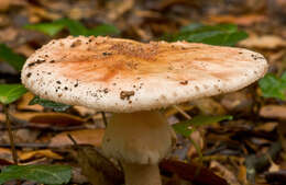 Image of Amanita rubescens Pers. 1797