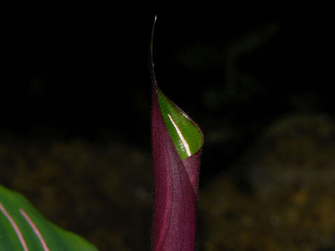 Image of Goeppertia vinosa (H. Kenn.) Borchs. & S. Suárez