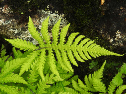 Image of beechfern