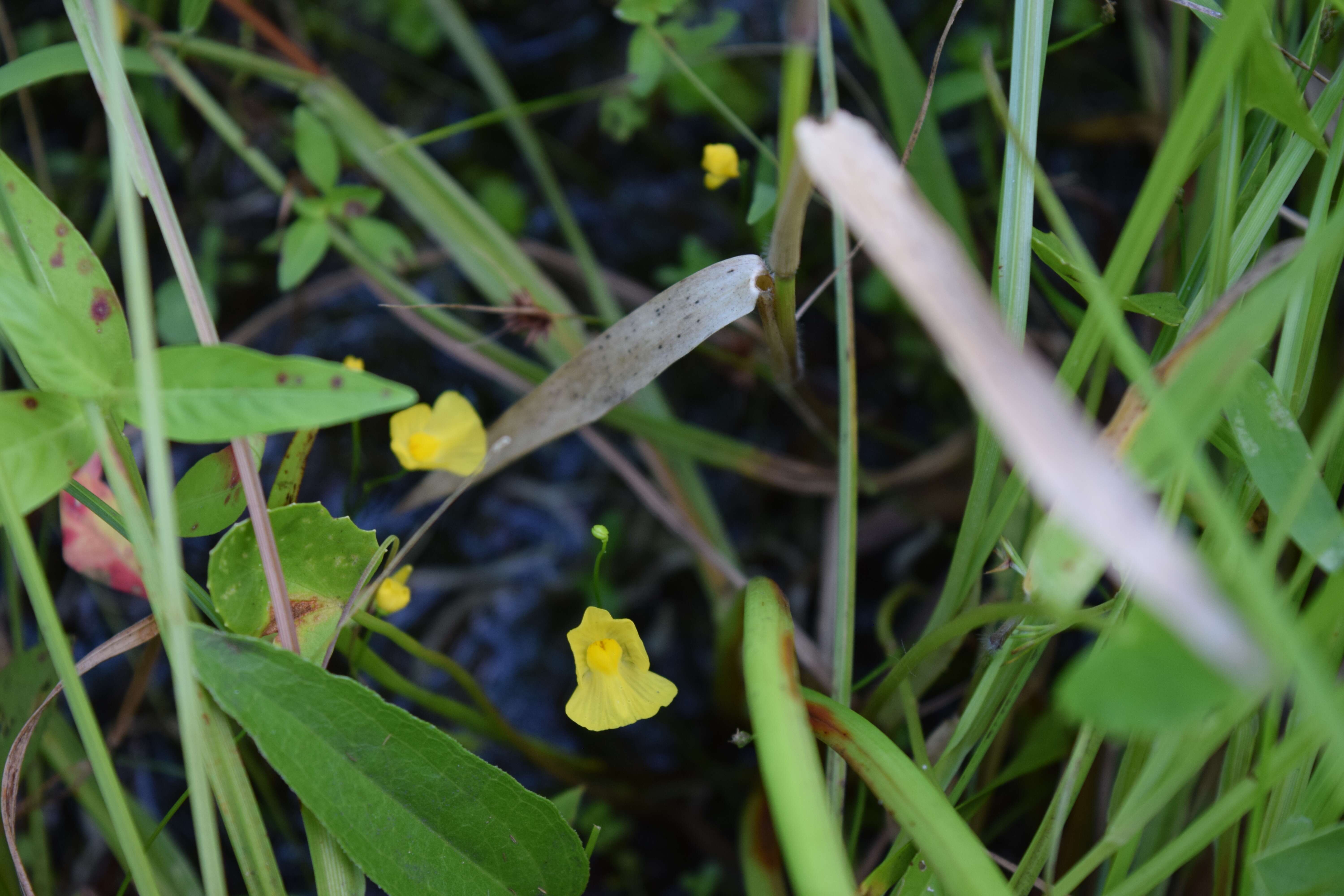 Image of Humped Bladderwort