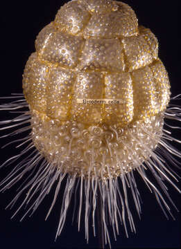 Image of sponges