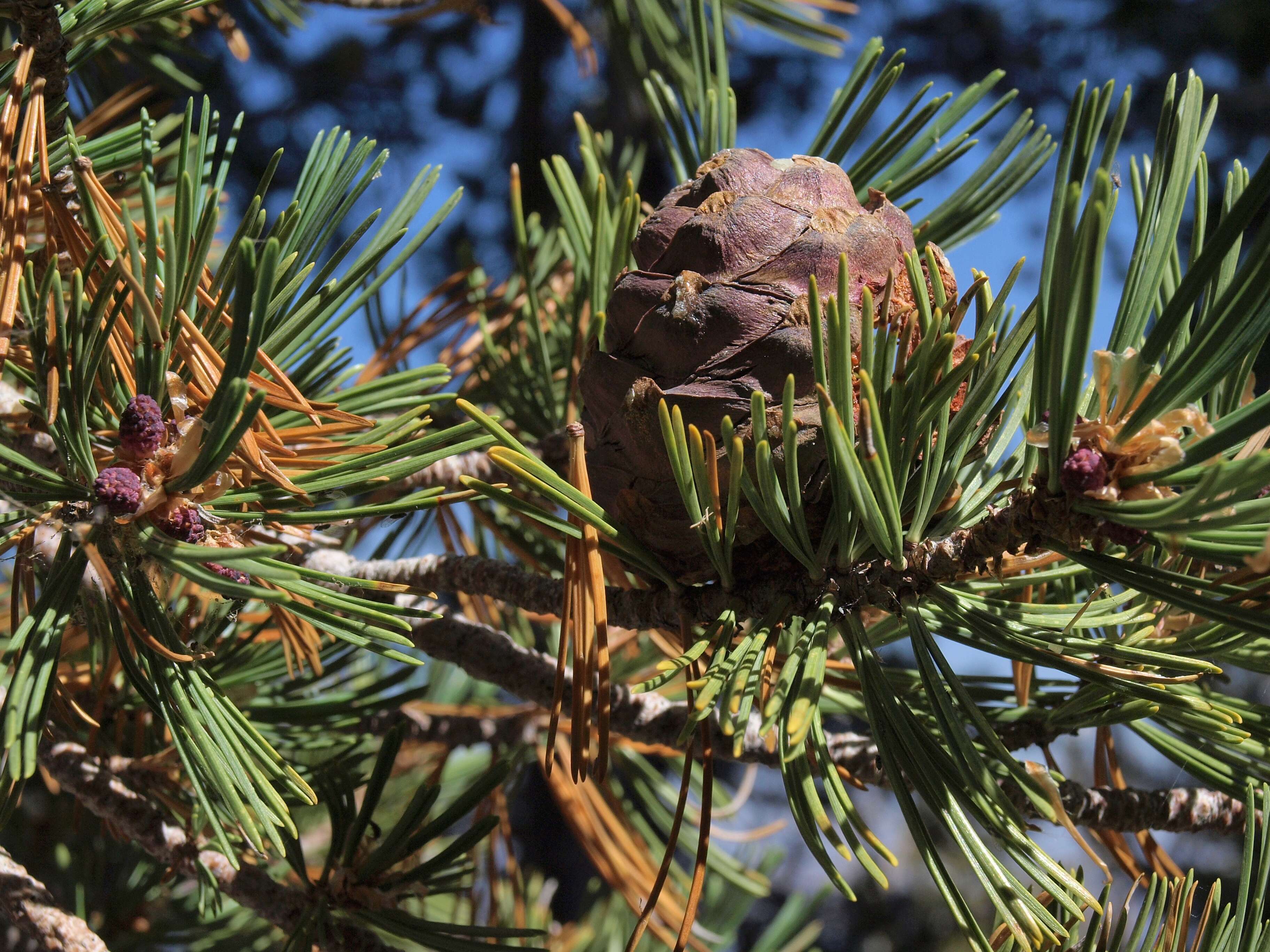 Image of whitebark pine