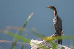 Image of Phalacrocorax Brisson 1760