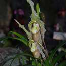 Image of Phragmipedium Memoria Hans Glow