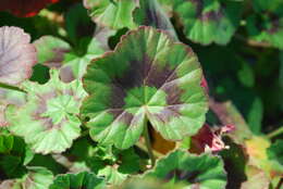 Imagem de Pelargonium graveolens (Thunb.) L'Her.
