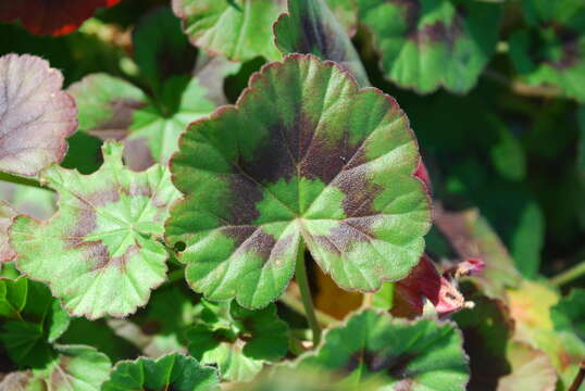 Image of sweet scented geranium