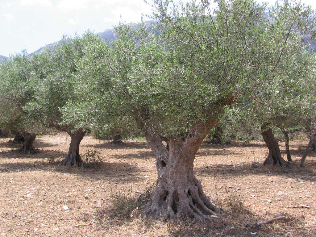 Image of olive